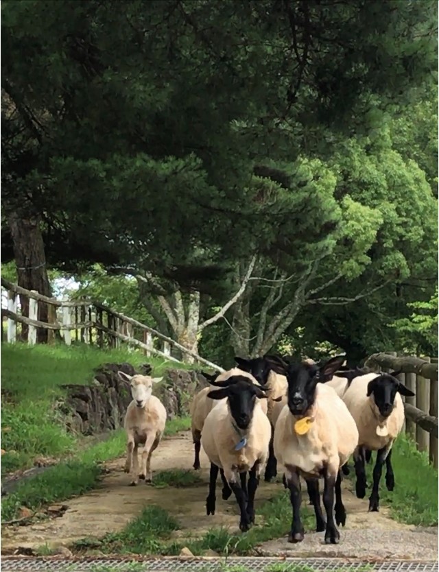 山添村の羊