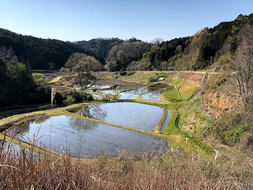 田んぼのある風景