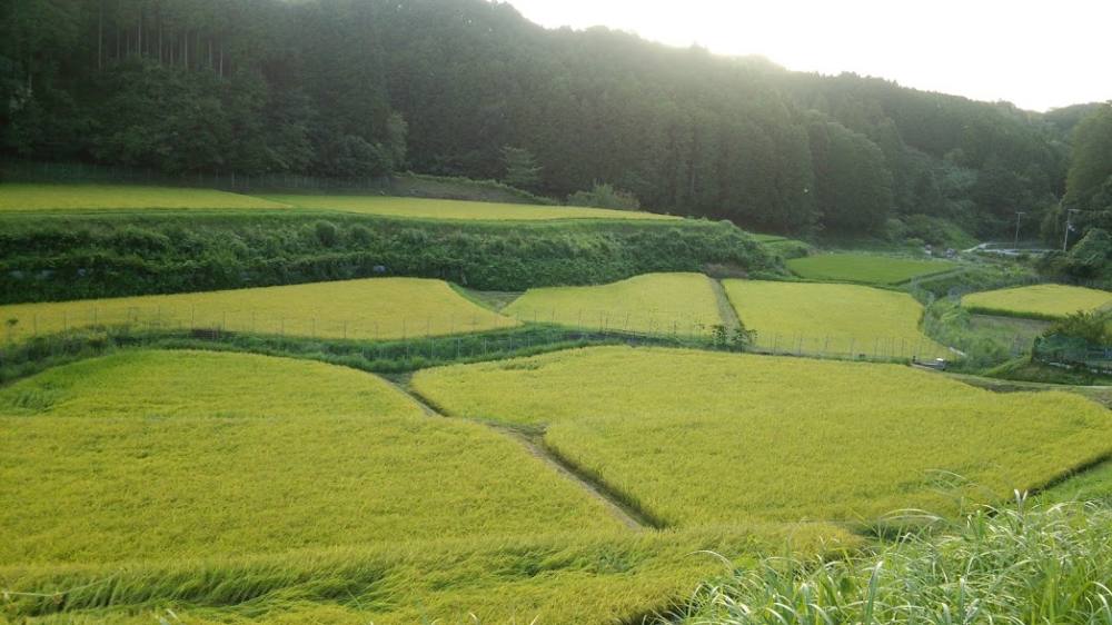 【田んぼ"が"水を管理する】 田んぼの不思議♪③